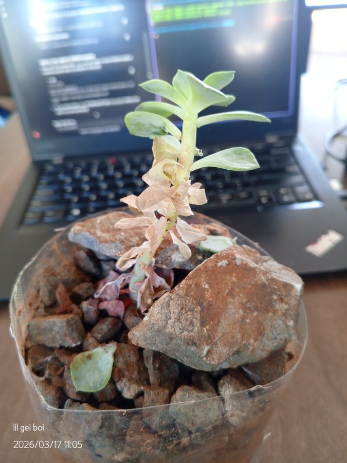 Sometimes, it's bringing nature into where you are.