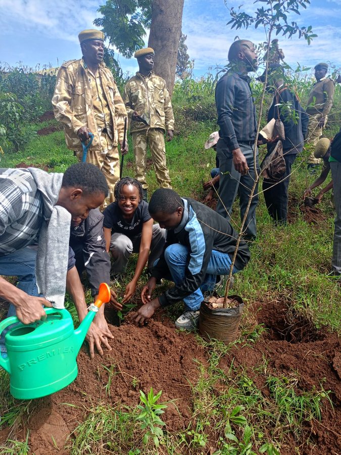 helping the environment by planting trees